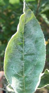 uploads/images/disease/powdery mildew orangr.jpg